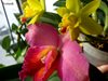 Cattleya Hybrids